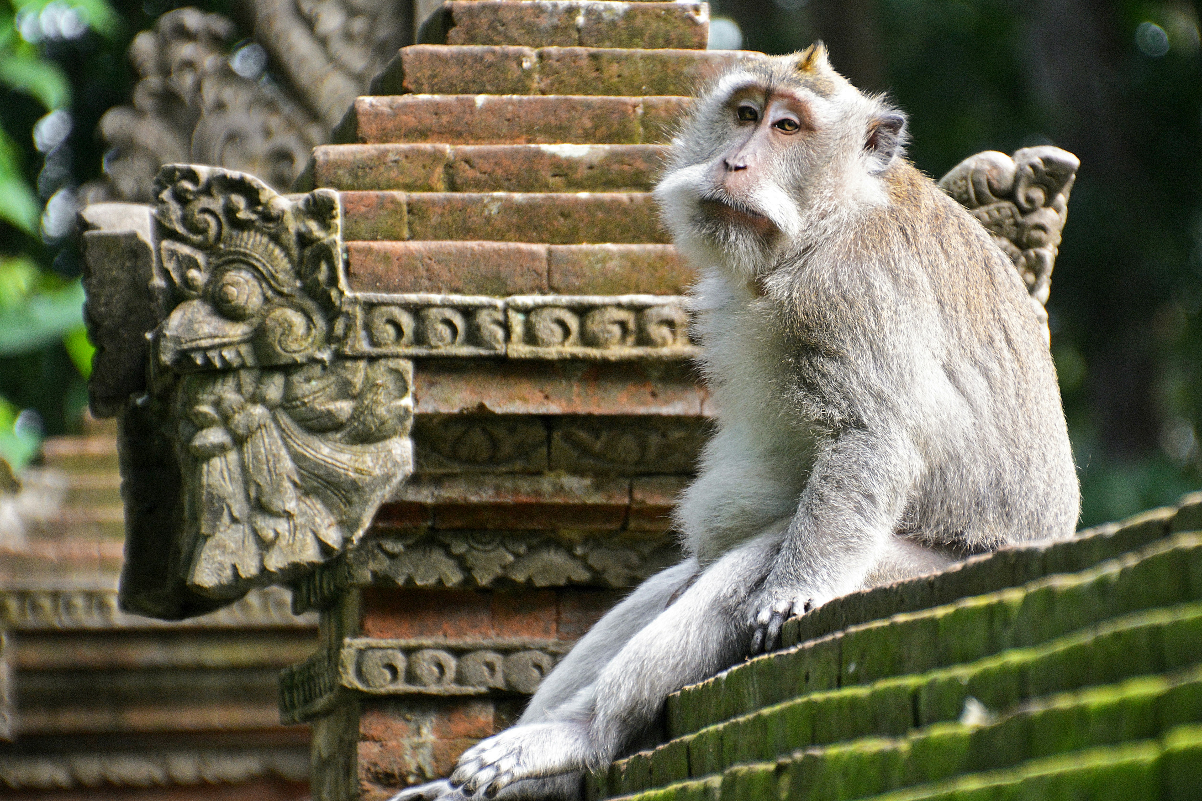 gray monkey sitting on green concrete wall